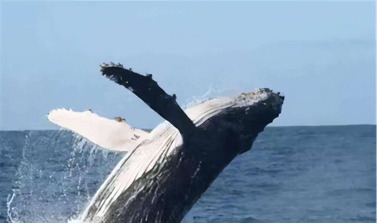 日本为何坚持捕杀鲸鱼?并非为吃肉，真正意图值得世界各国警惕_搜狐网