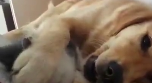 萌猫打扰金毛睡觉,金毛沉睡不醒 萌猫打扰金毛睡觉,金毛沉睡不醒