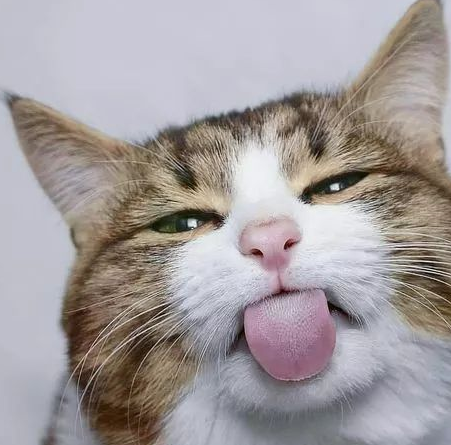 会做鬼脸的猫咪?爱了爱了~_颜艺_实力_hello