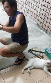 七年前怒斥女儿干嘛养猫，现在为它做别墅，还说自己是最爱猫的