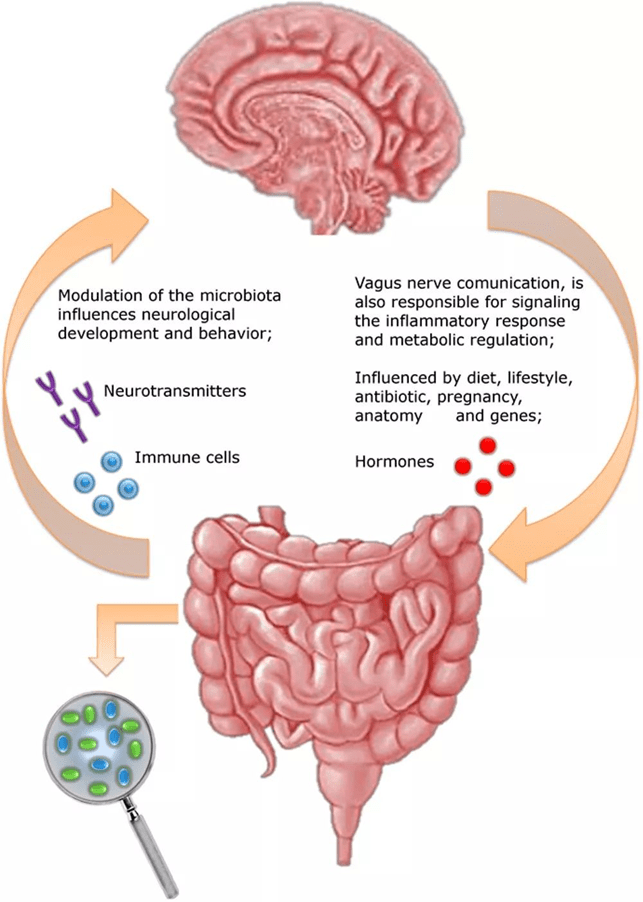 科学家们发现肠道细菌可以产生5-羟色胺,多巴胺和γ-氨基丁酸等神经