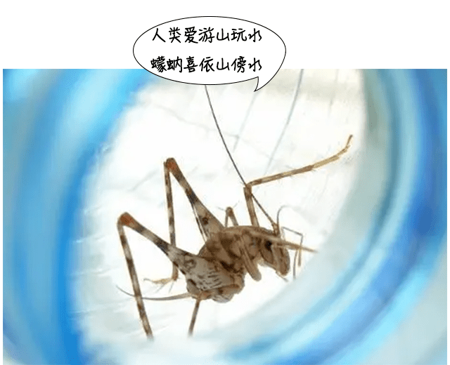 5招能治它_蠓虫_症状_幼虫