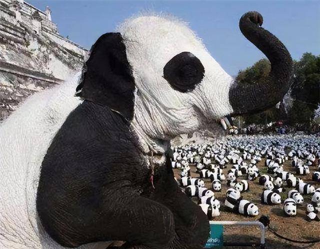 纪实:印度问中国租借熊猫,多次被拒后,直接自己"生产"了熊猫_的国家