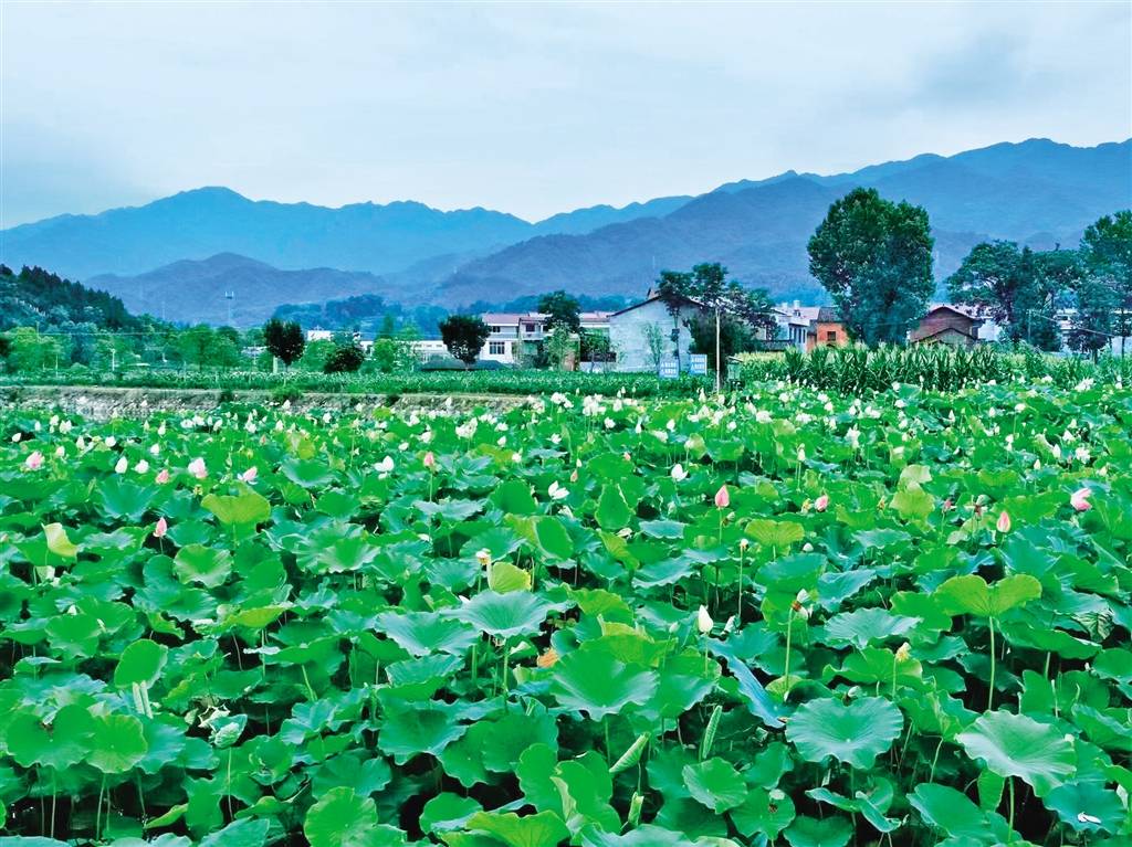 近日,汉阴县双乳镇千亩荷塘进入最佳观景期,吸引着四面八方的游客来此