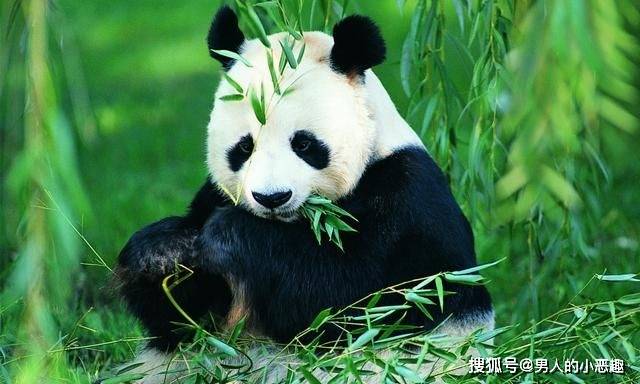 世界十大国宝,看完才知道,大熊猫为什么全世界受宠,没法比呀_保护