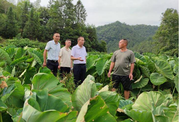 城步县副县长杨辉刚深入田间地头察民情听民声解民忧_抗旱_工作_群众