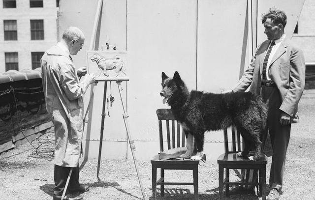 1925年,美国20队雪橇犬6天接力奔行1085公里,只为拯救小镇居民_诺姆