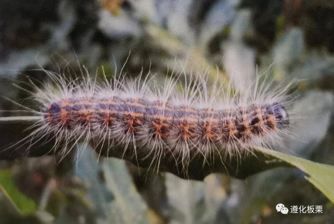 7月底8月初板栗树是病虫害防治关键期——栎掌舟蛾_幼虫_老熟_叶片