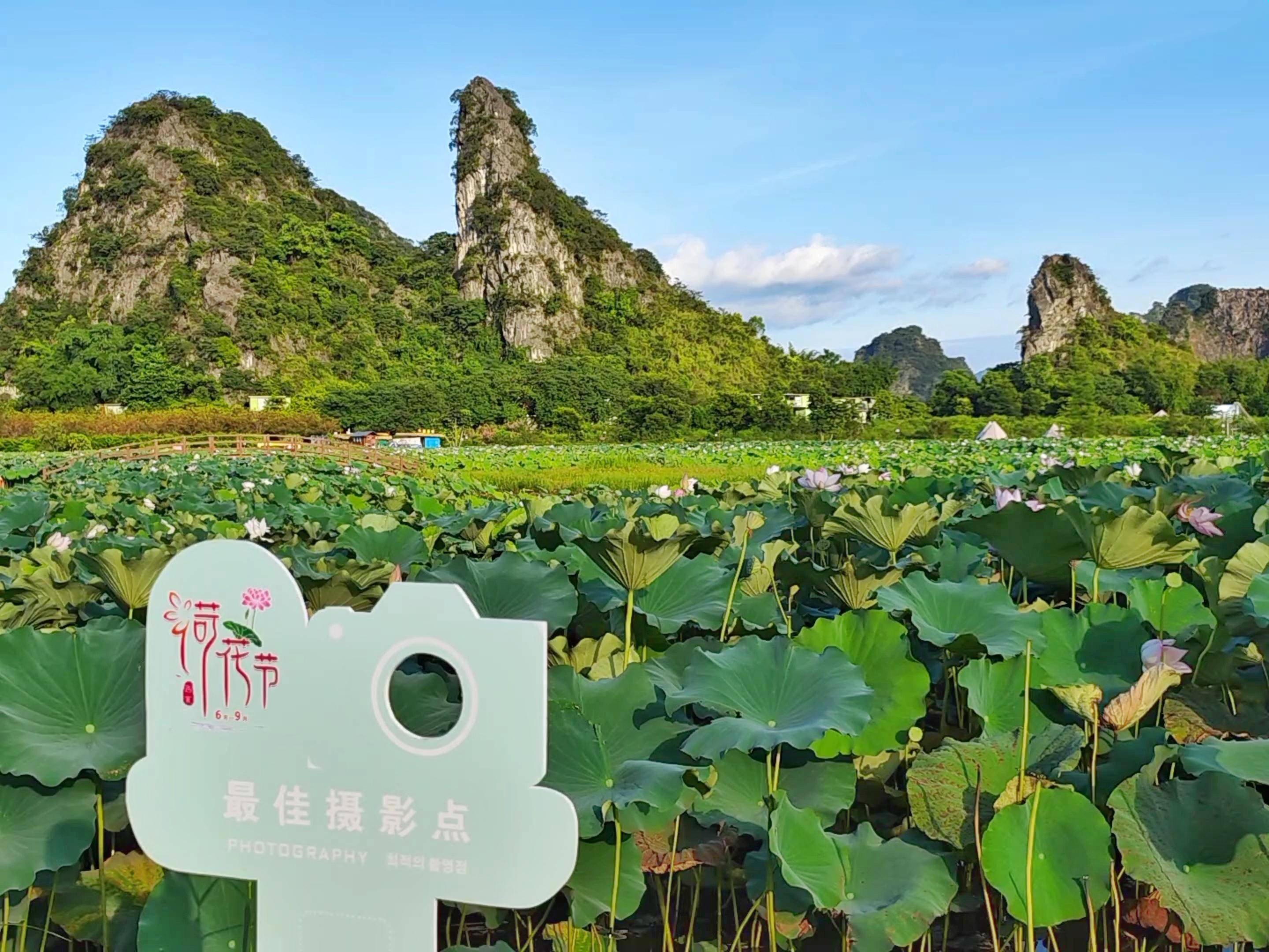 暑假去哪玩?英西峰林小镇300亩荷花等着你去打卡_仙境_玻璃_广东