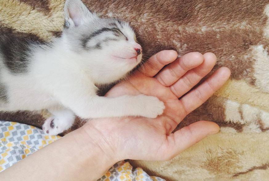 有一只特别粘人的小猫咪,是种什么体验?_给予_笑声_主人