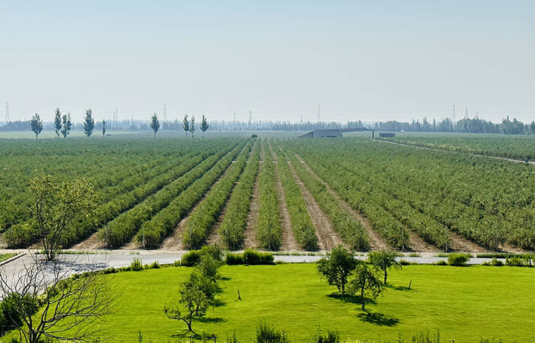 组图| 百瑞源·殷红子熟枸杞庄园开门纳客啦!_旅游_贺兰山_宁夏