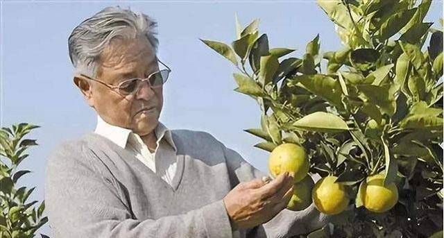 "烟草大王"褚时健,因贪念71岁入狱,出狱又成"中国橙王"_褚橙_橙子