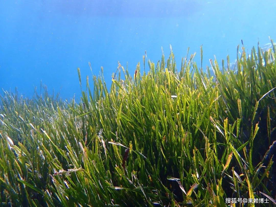10种常见的海底植物:你知道它们有多神奇吗?