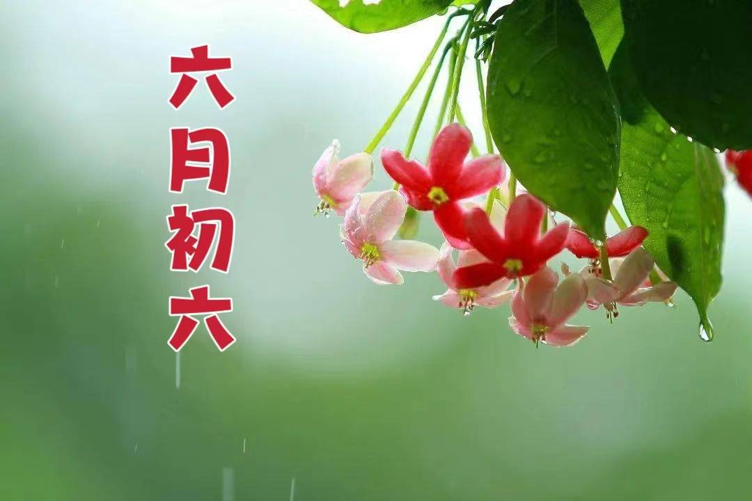 今日六月初六,老传统别丢_我国_农历_庄稼
