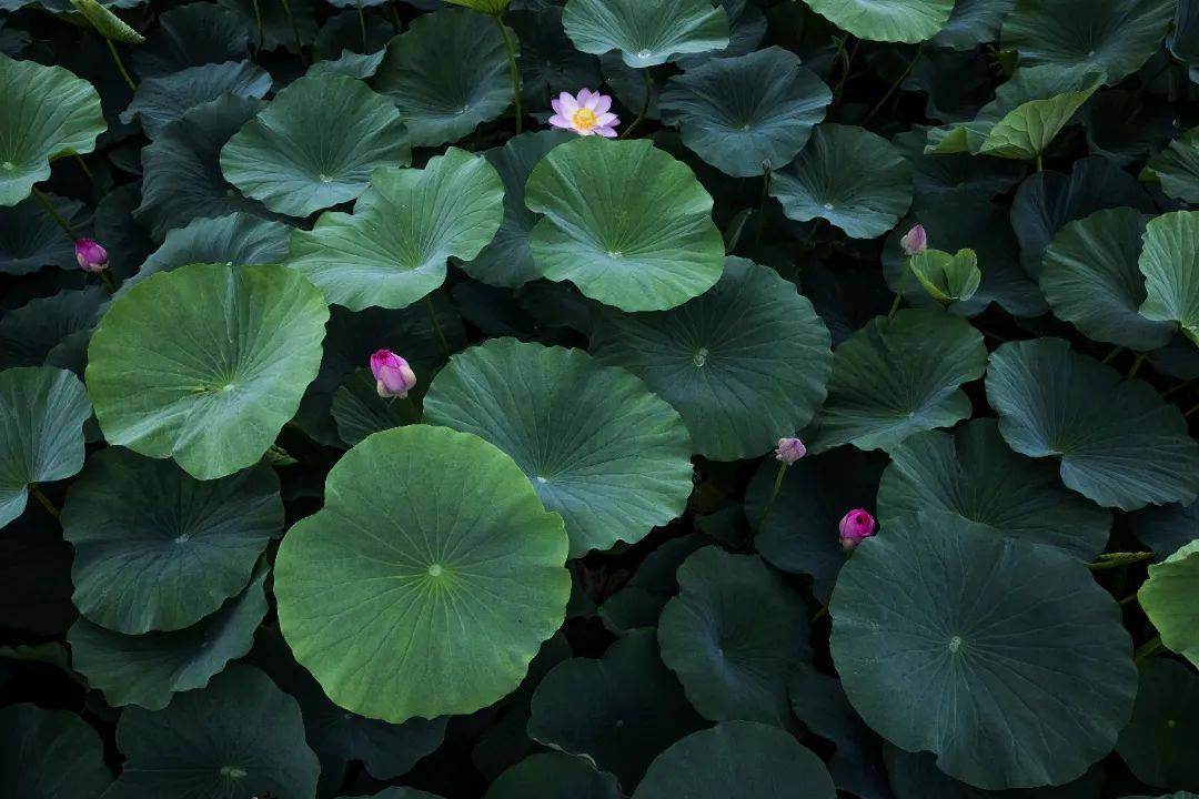 沈阳城市学院荷花图片