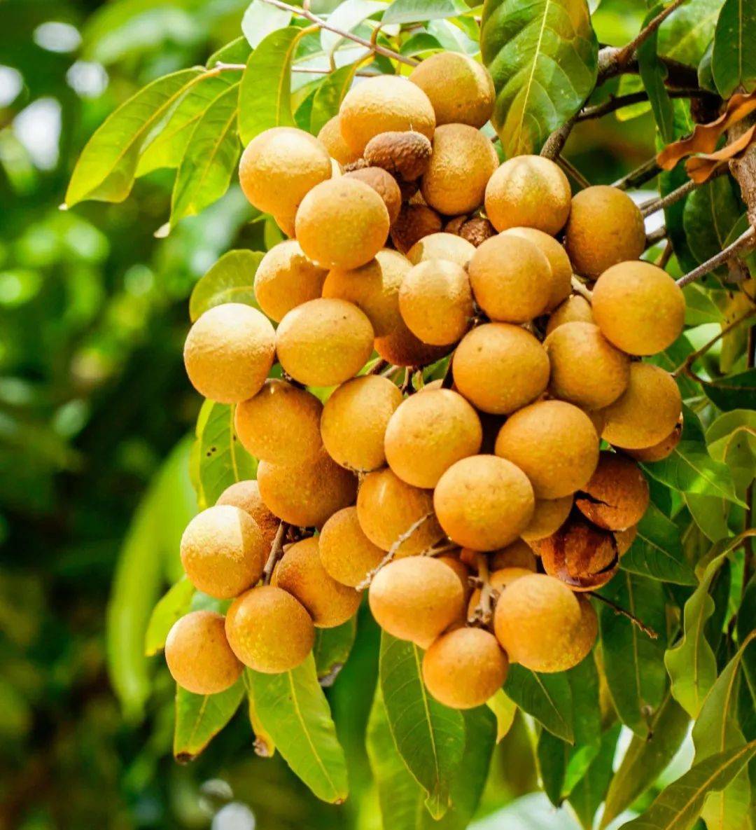 7月必吃的10种应季解暑水果,遇到别手软!吃时大有讲究_桃子_葡萄_龙眼