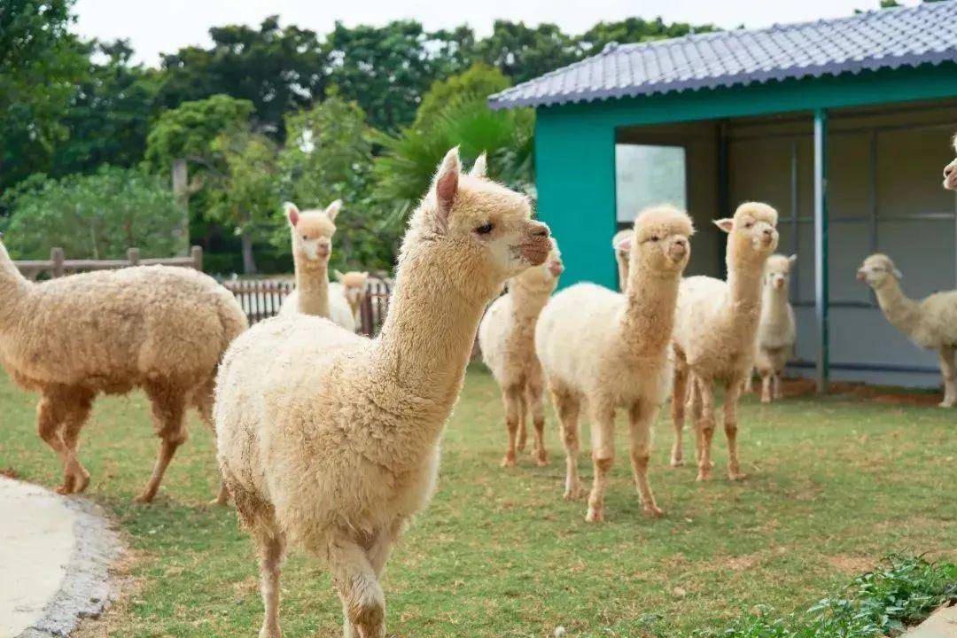 只要你來此住一宿_荷花_文化_宣傳