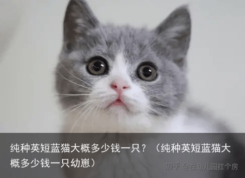 纯种英短蓝猫大概多少钱一只?