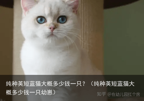 纯种英短蓝猫大概多少钱一只?