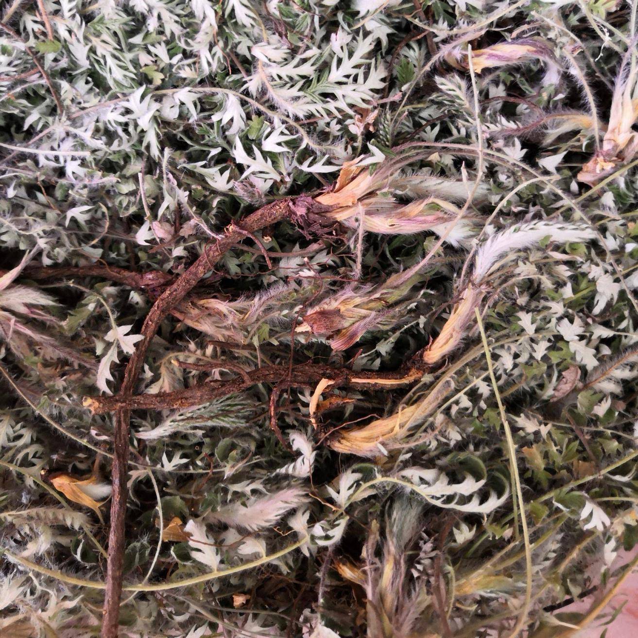 调节_的作用_中草药