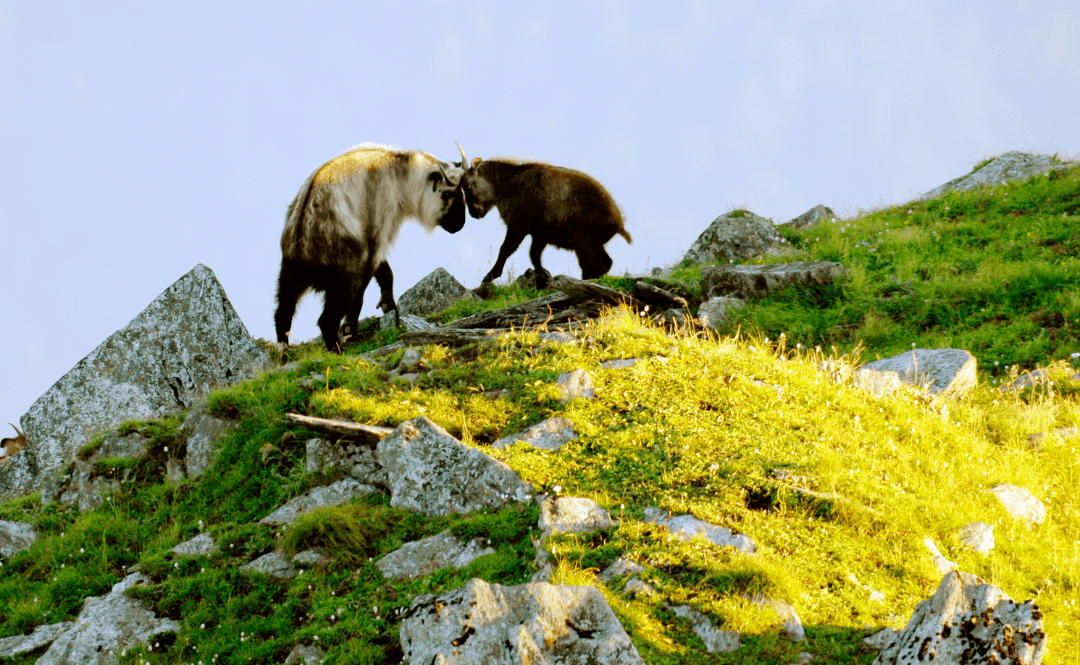 旅居青竹岛_动植物_大熊猫_大自然