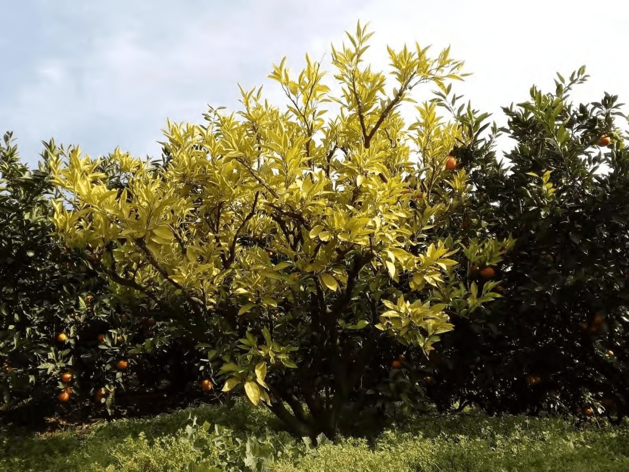 揭秘汉中柑橘枝叶黄化的真相,看看该如何解决!_叶片_根系_部分