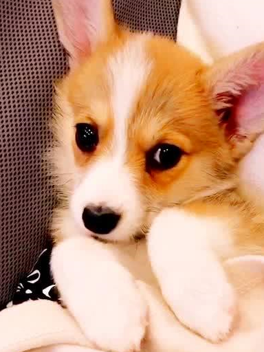 短腿小柯基,总有一款萌化你的心_时候_因为_身体