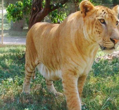 现存最大的猫科动物,比狮虎体型大两倍,光是外形就令人畏惧不已_老虎