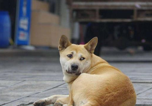 看到国人养的金毛后,明白了原因_国家_农村_英国