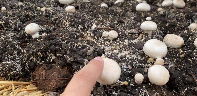 《山海情》正午阳光神仙道具,蘑菇是剧组种的,还去农村收道具_观众