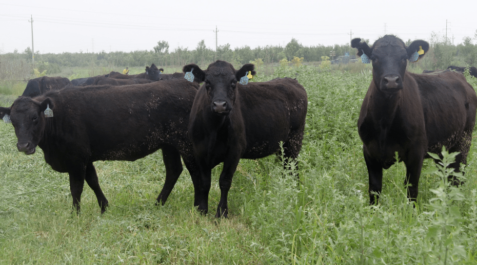 这头黑牛为啥"这么牛"_安格斯牛_养殖户_市场