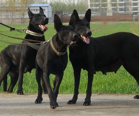 关于黑狼犬,你到底知道多少?_黑色_德国_山东