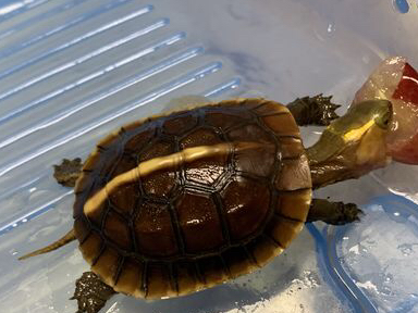 国龟之宝,黄缘龟吃什么?太详细了._食物_建议_主人