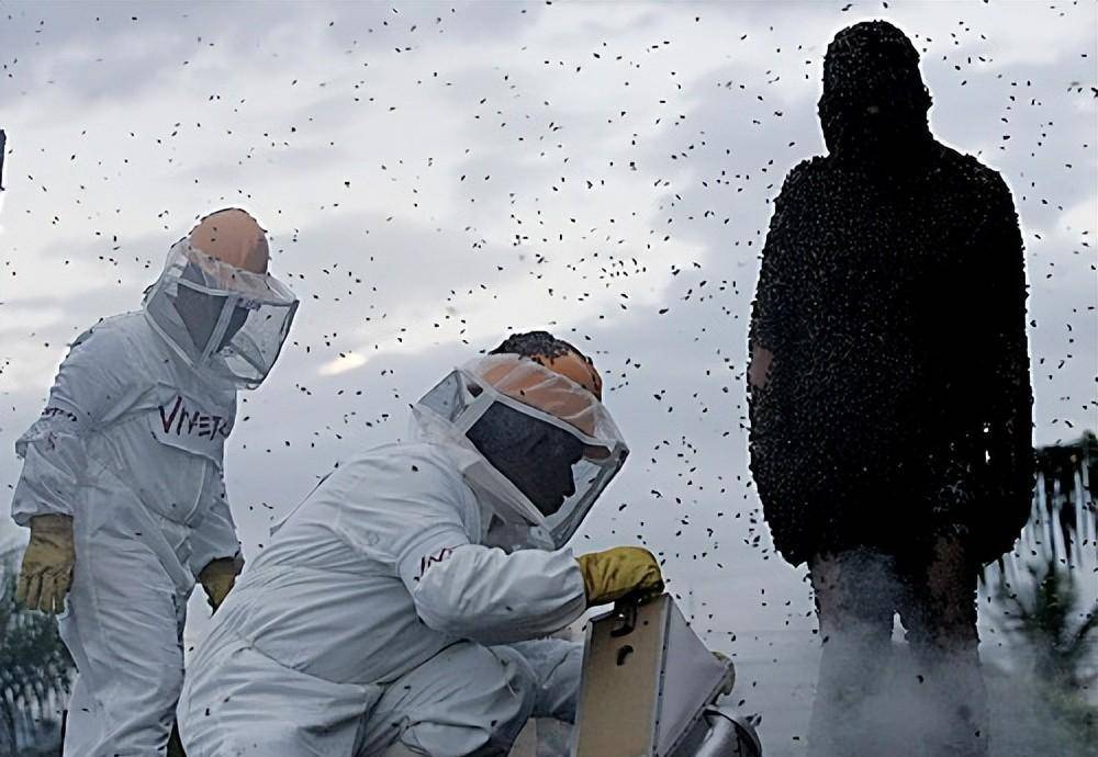 却被云南人当作美食_蜜蜂_时候_巴西