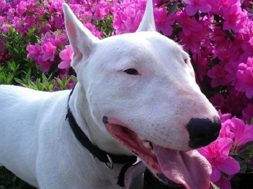 牛头梗以形似"明星脸"而出名,适合家庭喂养_狗狗_孙红雷_主人