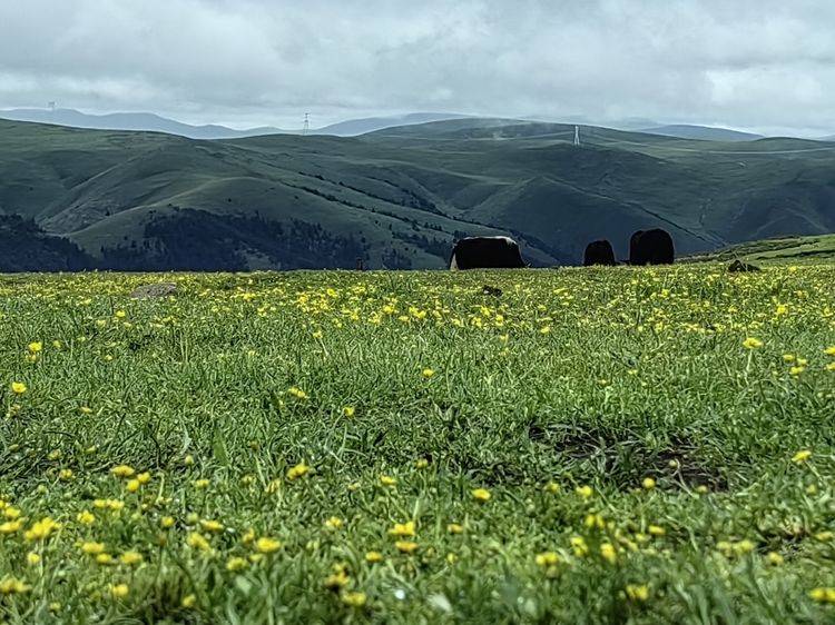 【现代诗】走进西域之 天空之城理塘_东山_老树_清风