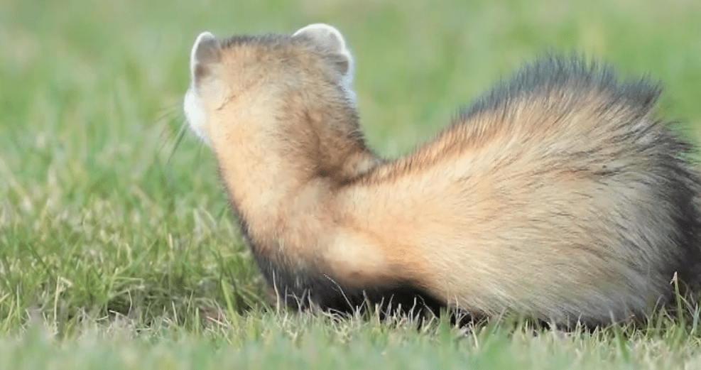 青海7只艾虎外出狩猎,母兽钻入洞内抓鼠,幼崽守在洞口伏击