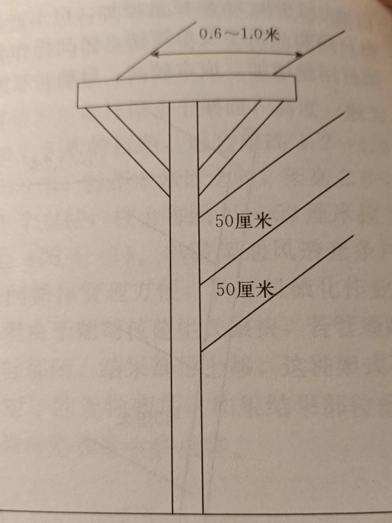 葡萄单篱架修剪图解图片