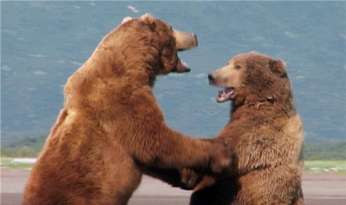 认为它有人性,被熊双双吃掉_提摩西·_灰熊_录音