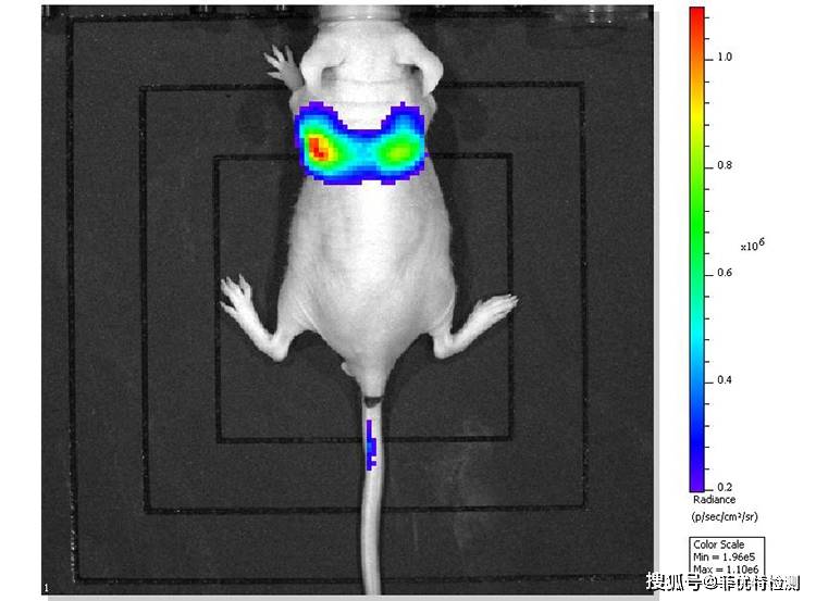 小动物活体成像技术:节约实验成本,不再"杀鼠取瘤"_研究_进行_过程