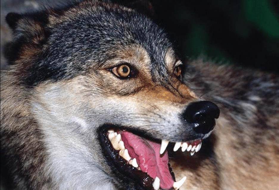 突然,营地外传来了一声巨大的嘶吼,仔细一听竟然是狼叫.