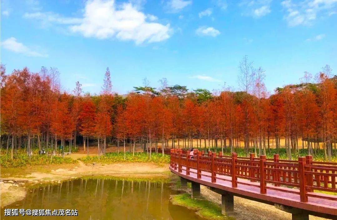 出行再也不用上小红书抓耳挠腮,深圳最大的湿地森林,清林径森林公园