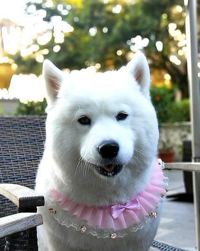 萨摩耶和柯基谈恋爱,之后生下了一只乖宝宝,路人看后笑到岔气!