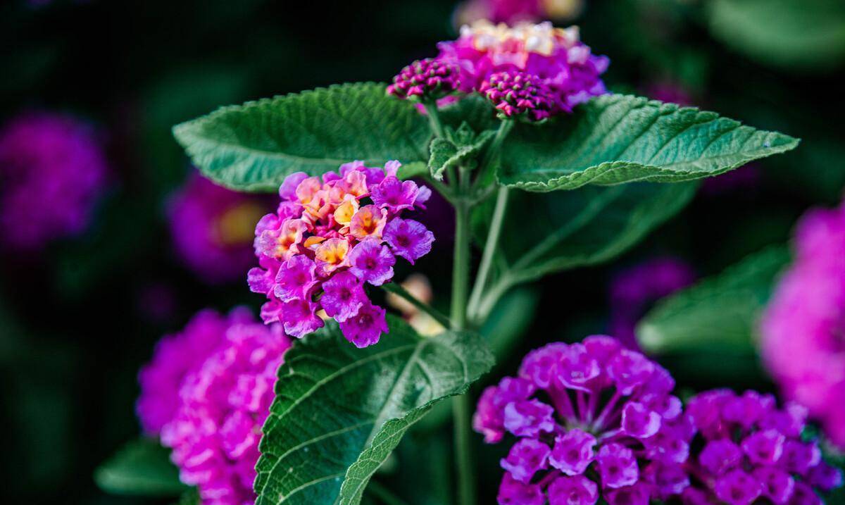 文案,睿智美丽的朋友圈,积极鼓励,欣赏你_生活_时候_人生