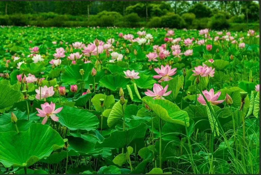 作家随善朱晓芳《人间有味是清欢》(外五首)心香文艺_荷花_协会会员