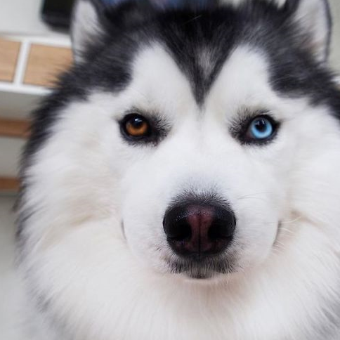 但一睁眼变身帅气双瞳哈王子_maru_嘴角_狗狗