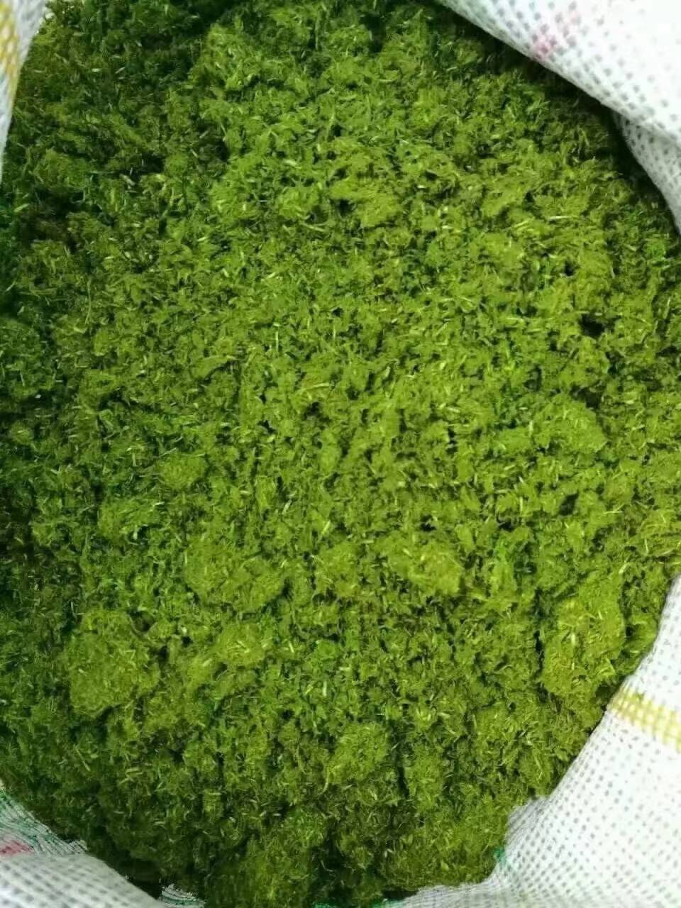 河池市这个老板发酵蛋白桑养殖黑猪,猪健康疾病少,猪肉变得土味十足