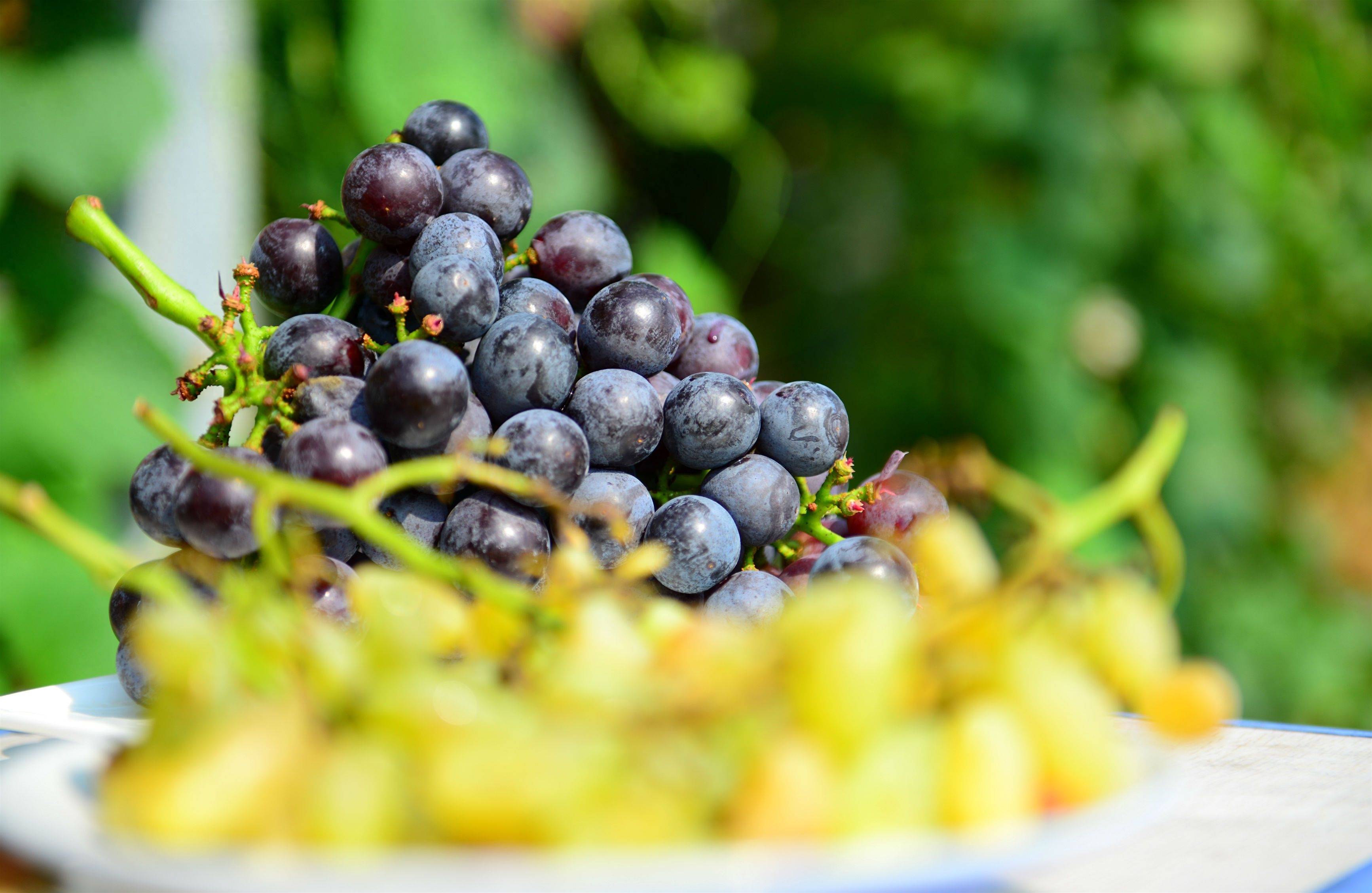 中国地道风物:实现户县葡萄自由的快乐我不说!_水果_历史_陕西