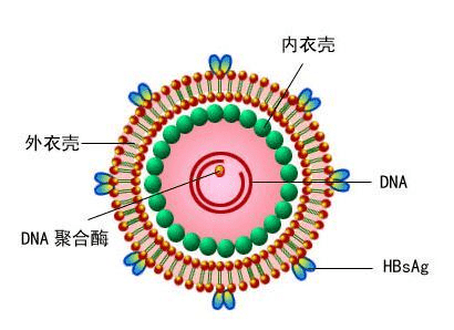 包膜病毒图片