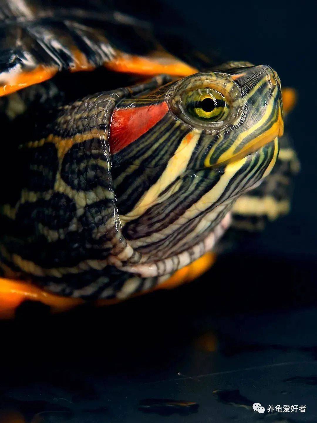 夏季龟以飙速生长，有人欢喜有人愁啊！长得快不好吗？